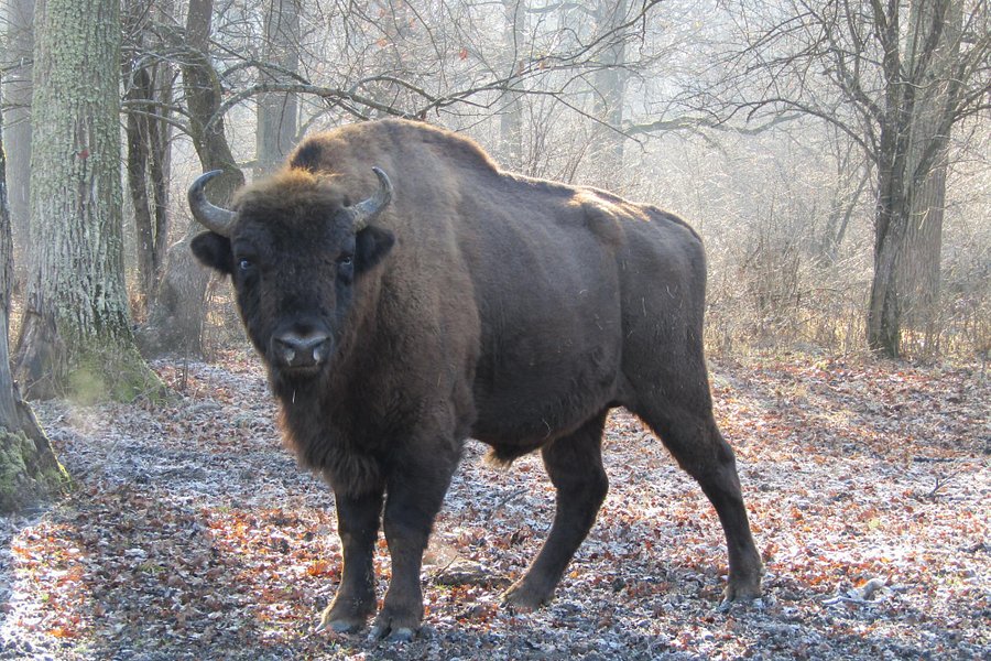 Neagra Bison Reservation image