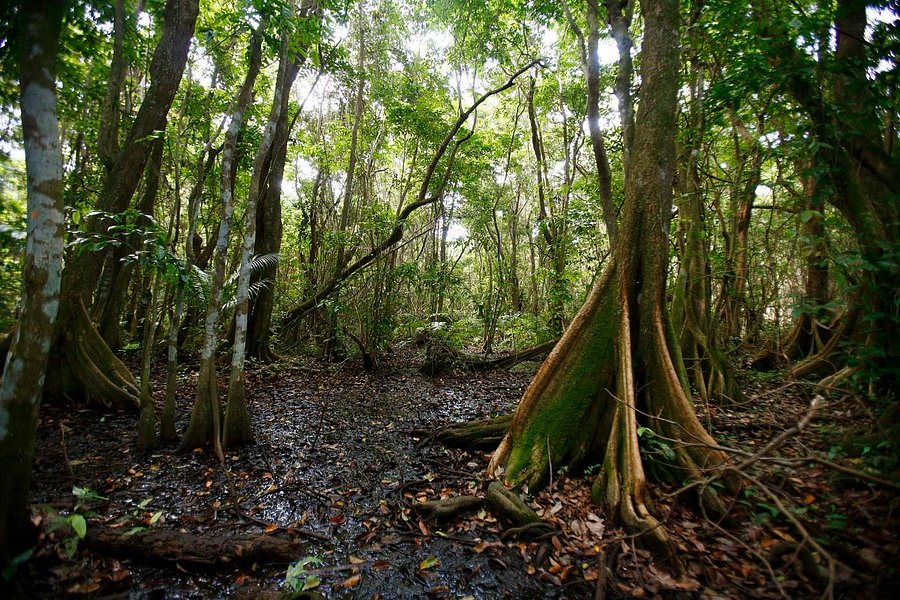 Pterocarpus Forest - Palmas del Mar image