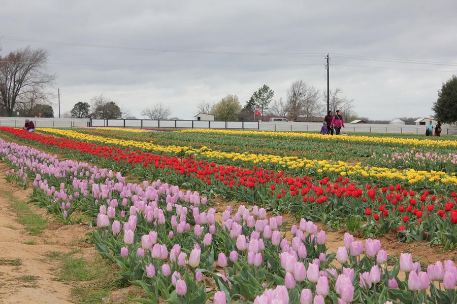 Texas Tulips image