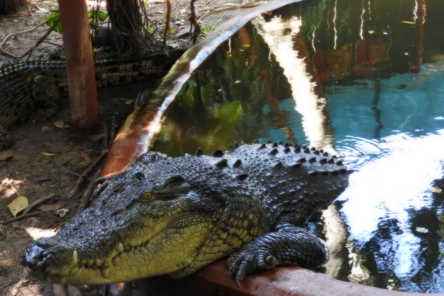 Marineland Crocodile Park image