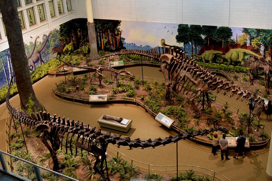 Carnegie Museum of Natural History image