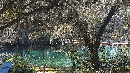 Fanning Springs State Park image