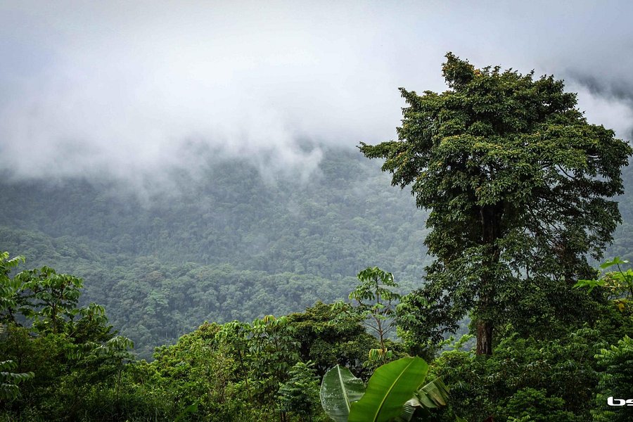 Tobago Forest Reserve image