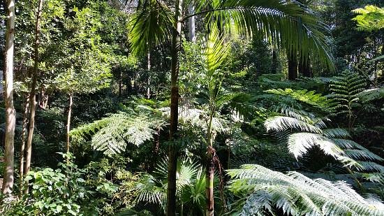 Australian National Botanic Gardens image