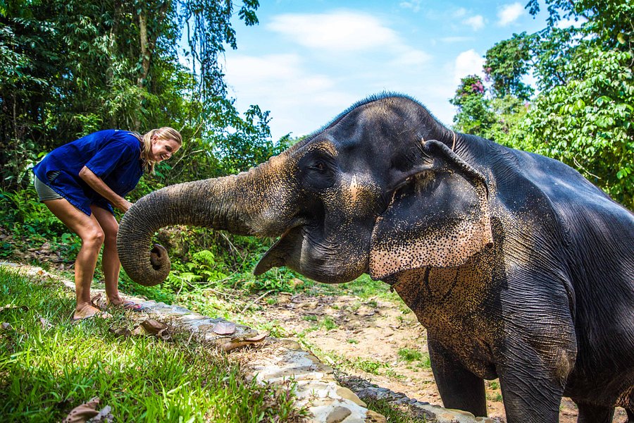 Phang Nga Elephant Park image