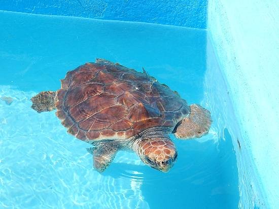 Sea Turtle Hatchery image