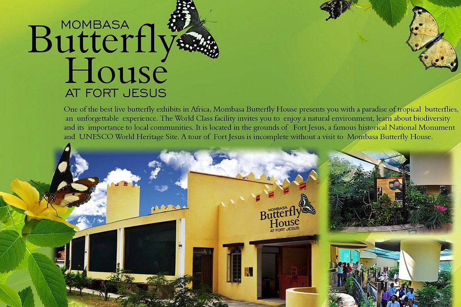 Mombasa Butterfly House image