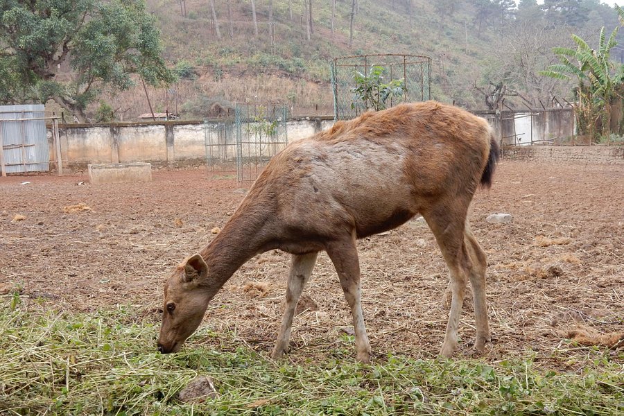 Manipur Zoological Gardens image