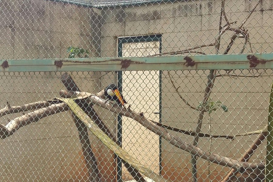Zoo Limeira image