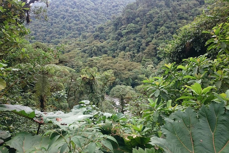 Parque Nacional Tapantí Macizo de la Muerte image