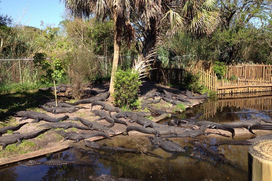 St. Augustine Alligator Farm Zoological Park image