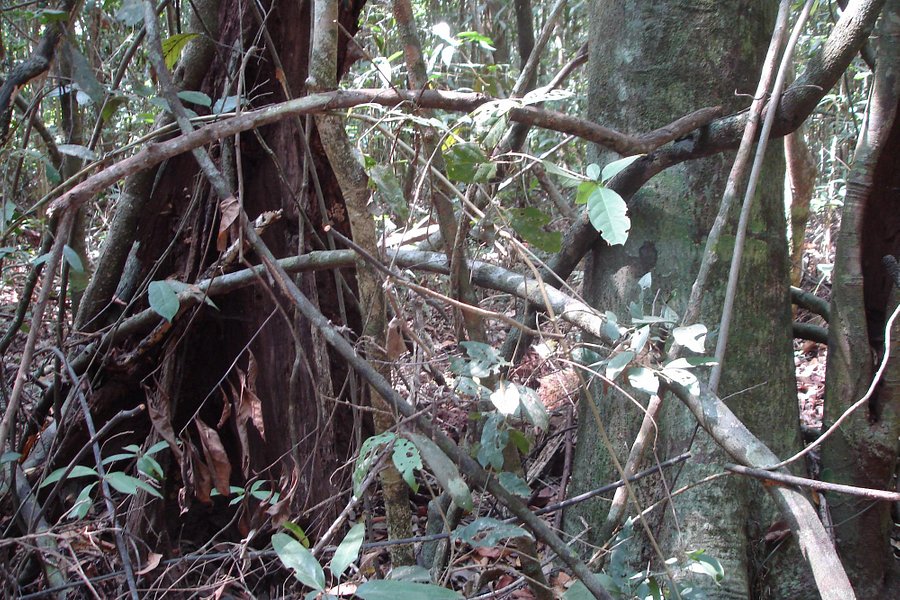 Kulen Prumep Wildlife Sanctuary image