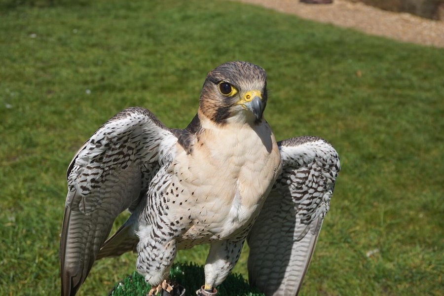 West Sussex Falconry image