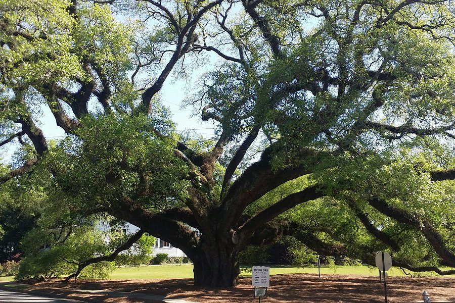 Thomasville's Historic Big Oak image