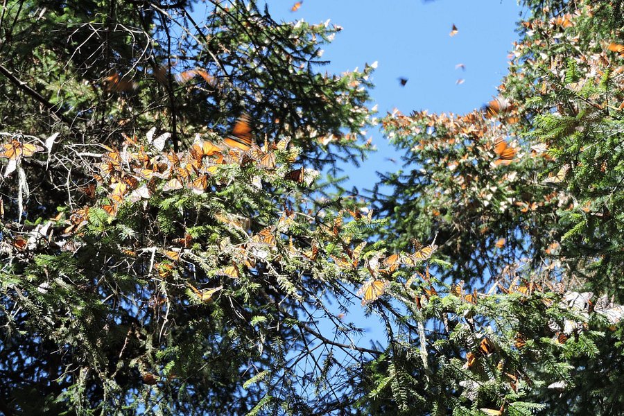 La Reserva de la Biosfera Mariposa Monarca image