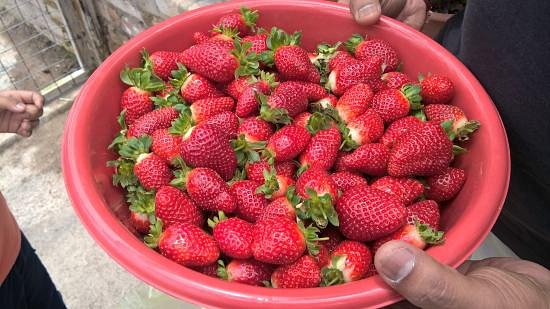 Healthy Strawberry Farm image