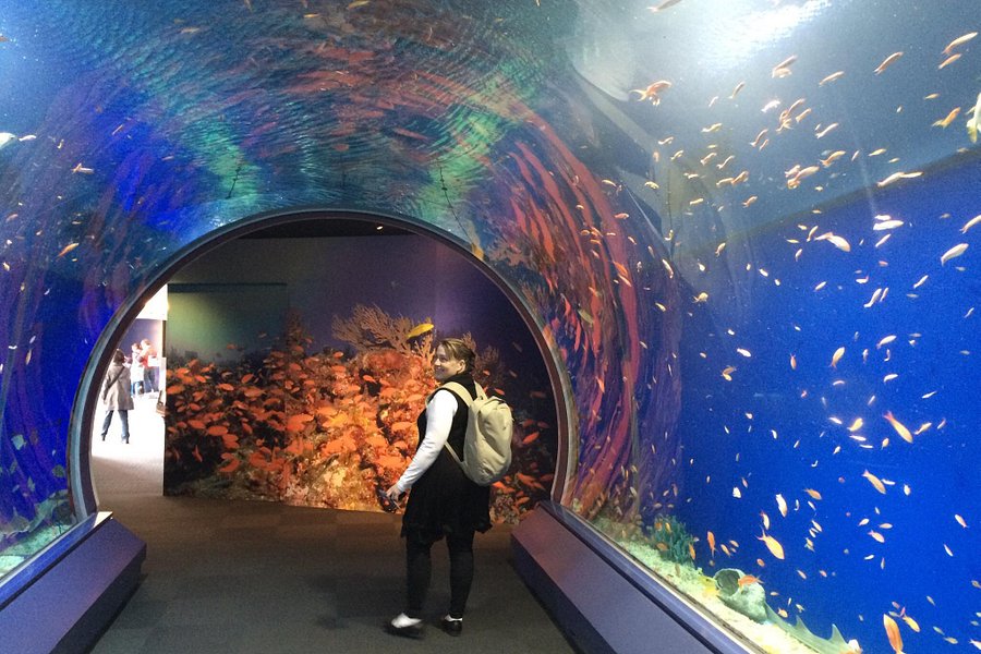 Osaka Aquarium Kaiyukan image