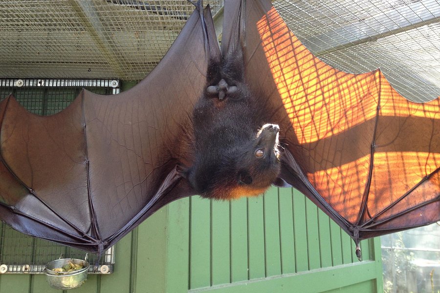 Lubee Bat Conservancy image