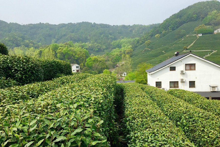 Longjing tea fields image