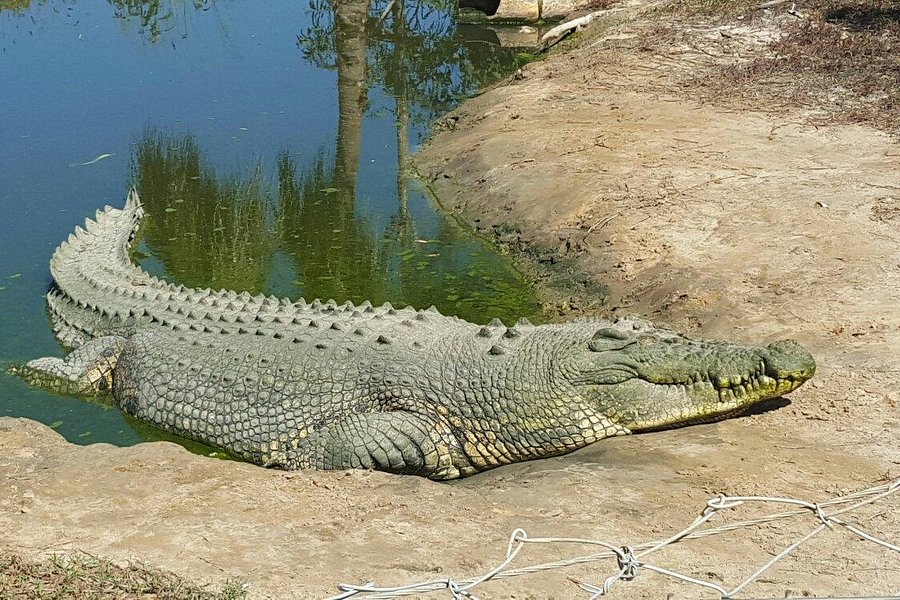 Koorana Crocodile Farm image