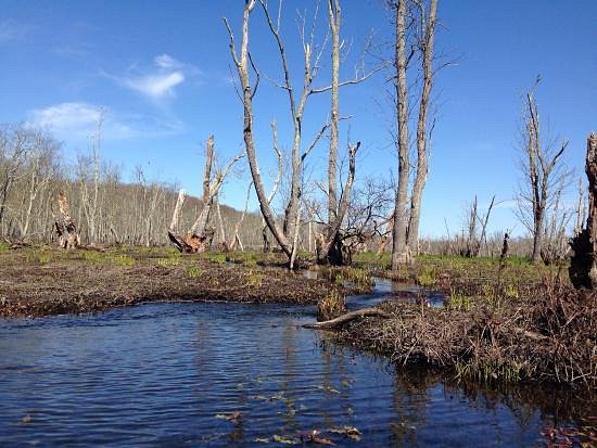 Great Swamp Wildlife Management Area image