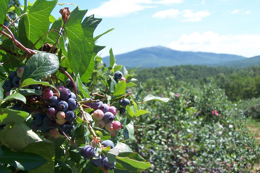 Monadnock Berries image