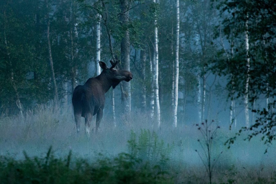 Wild Sweden image