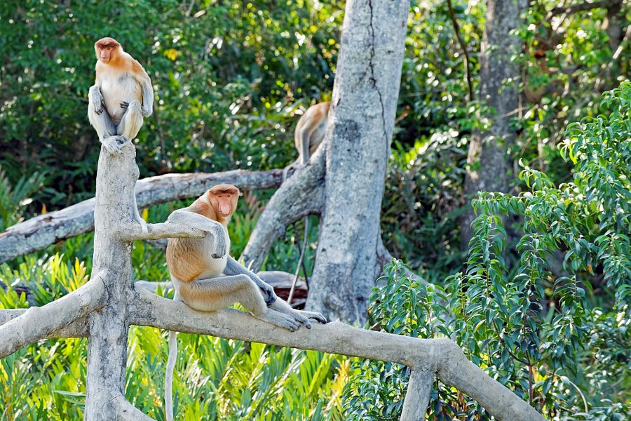 Labuk Bay Proboscis Monkey Sanctuary image