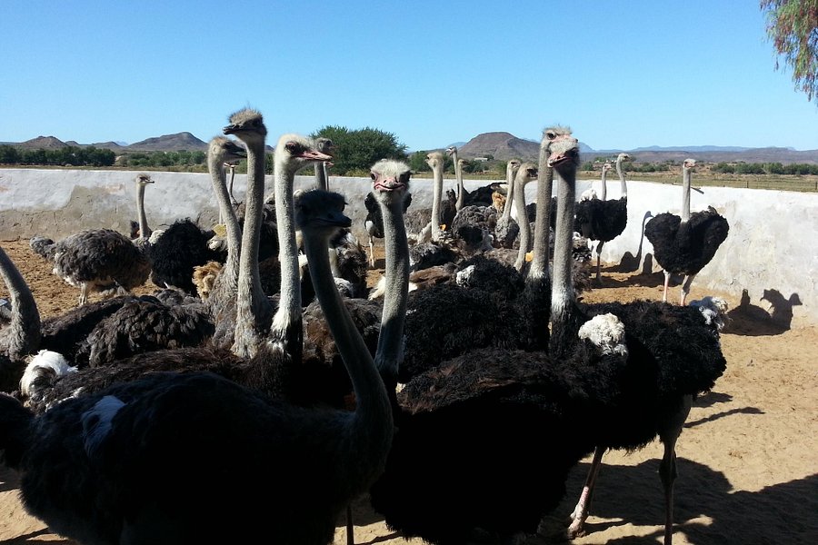 Highgate Ostrich Show Farm image