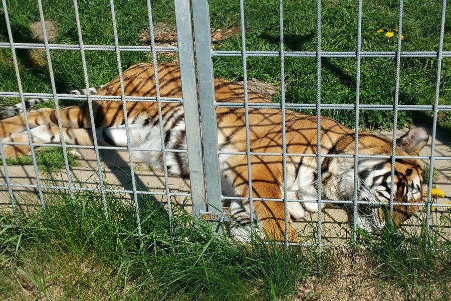 Erlebnis- und Tigerpark Dassow image