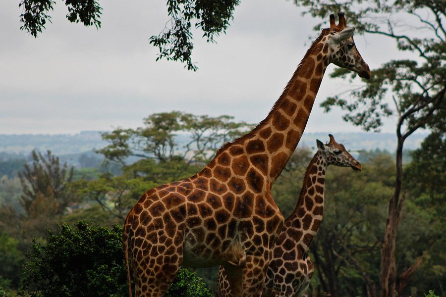 Giraffe Centre image