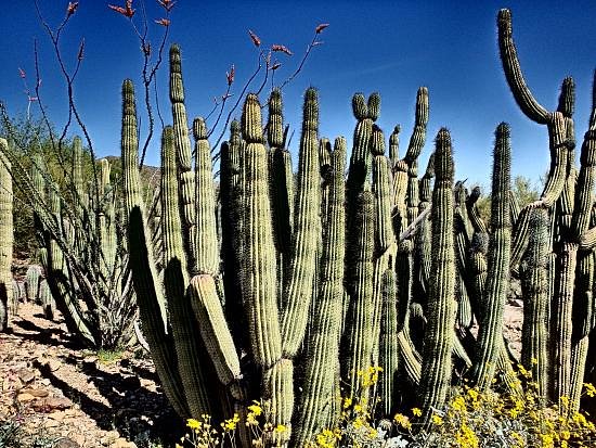Arizona-Sonora Desert Museum image