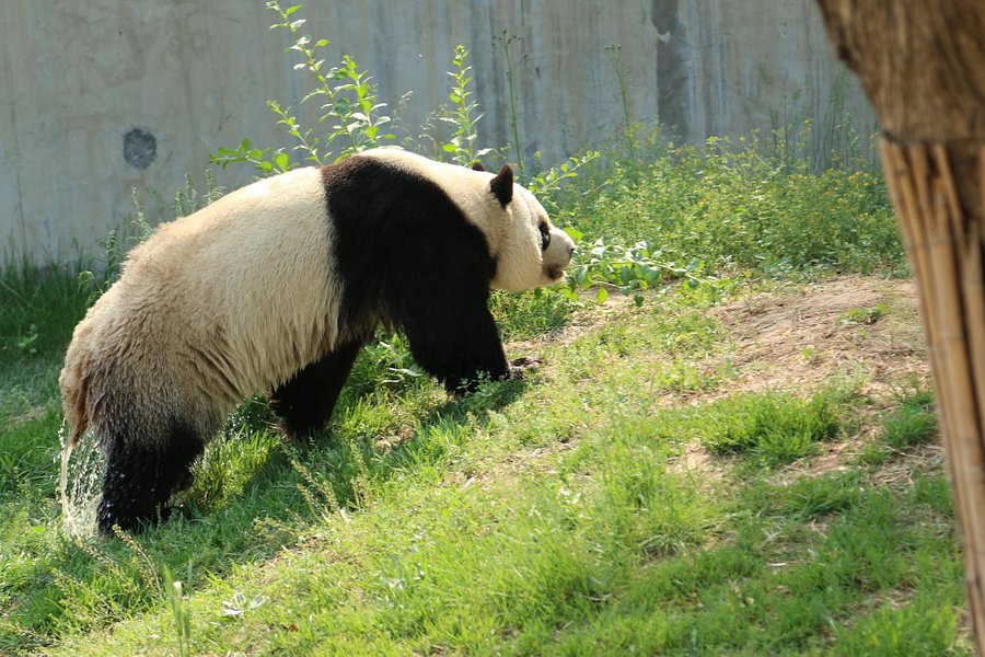 Shijiazhuang Zoo image