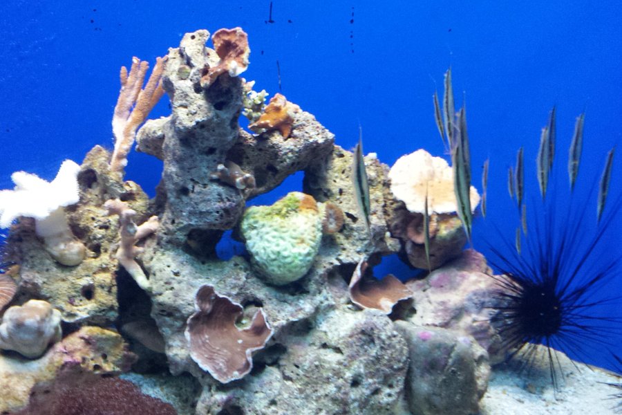 Aquarium des Lagons Nouvelle Caledonie image