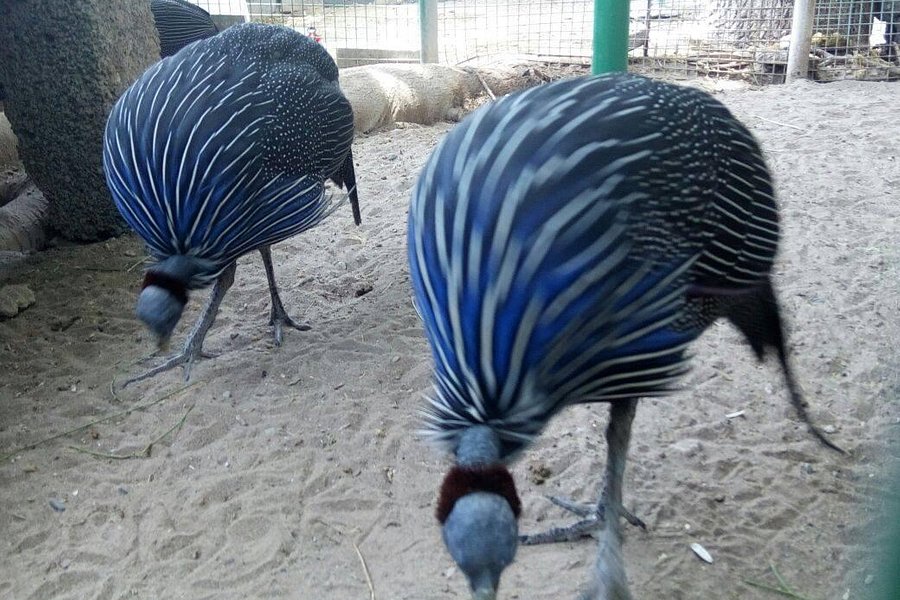 An Naman Zoo image