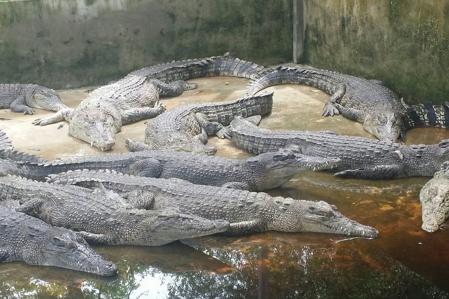 Crocodile Farm image