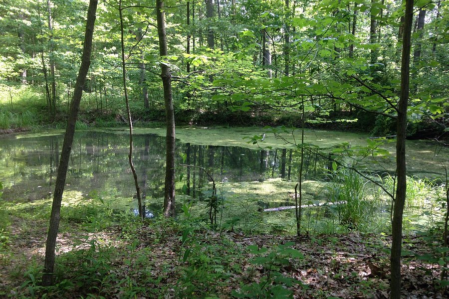Morgan-Monroe State Forest image