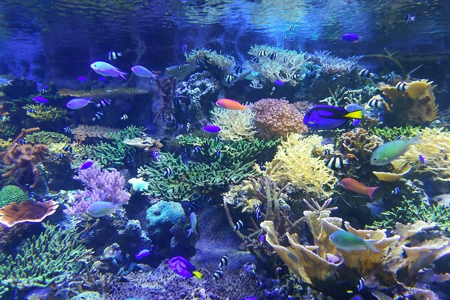 Port of Nagoya Public Aquarium image