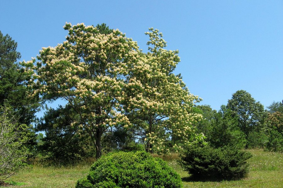 South Carolina Botanical Gardens image