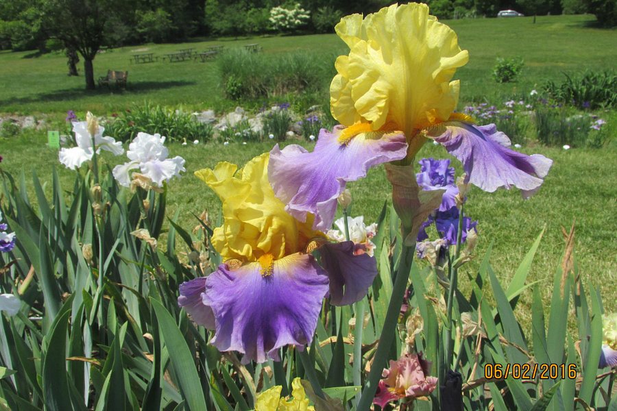 Presby Iris Gardens image