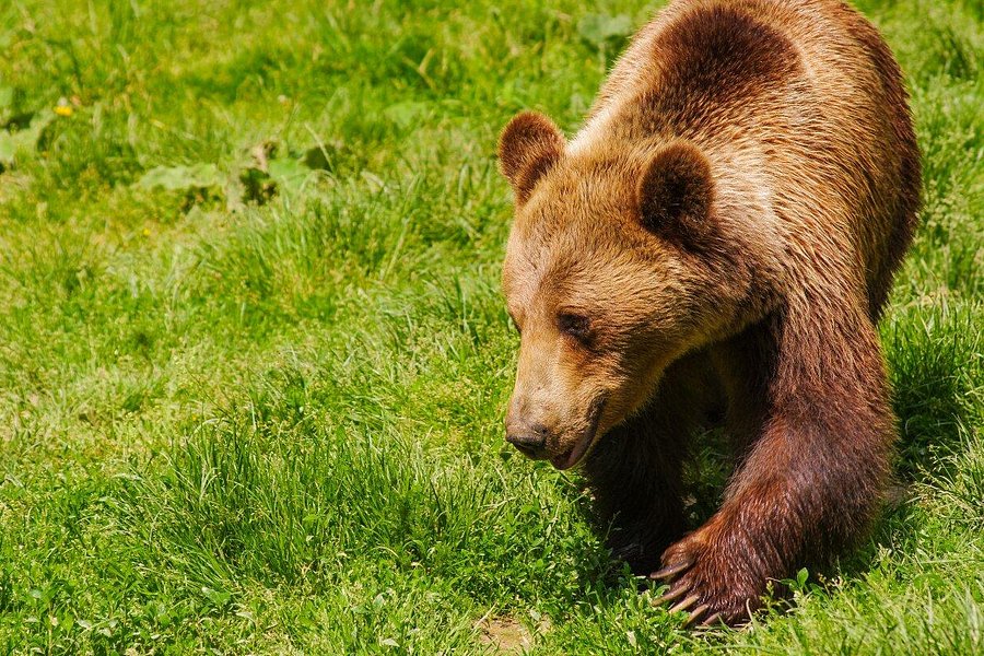 Libearty Bear Sanctuary Zarnesti image