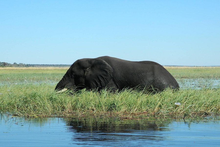 Real Africa Safaris Chobe image