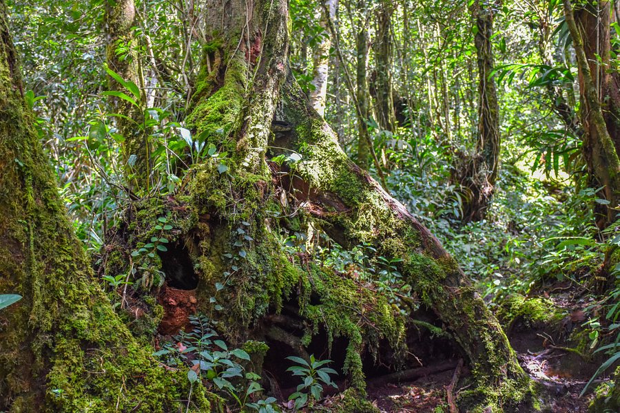Cameron Highlands Jungle Trail No. 1 image