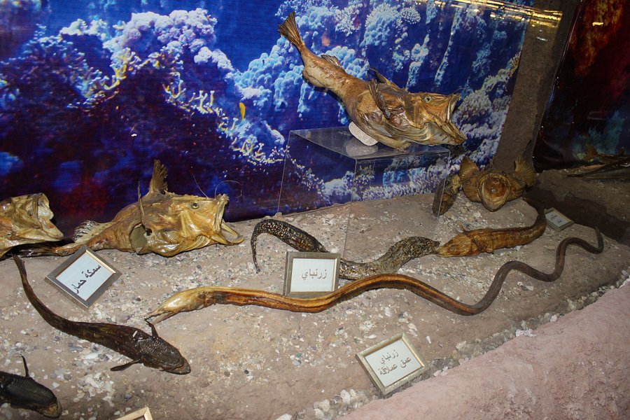 Lebanese Marine and Wildlife Museum image