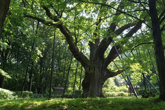 Bartek Oak Tree image