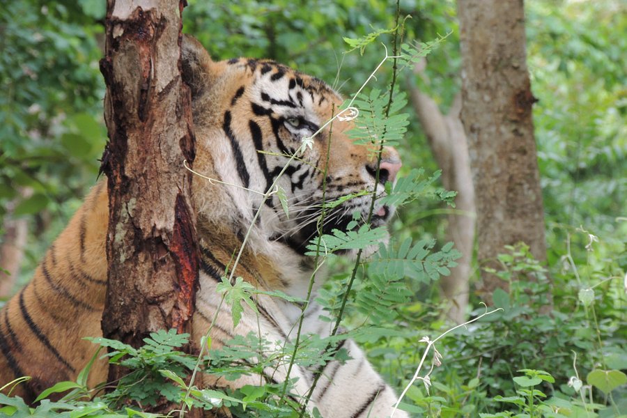 Tiger and Lion Safari, Shimoga image
