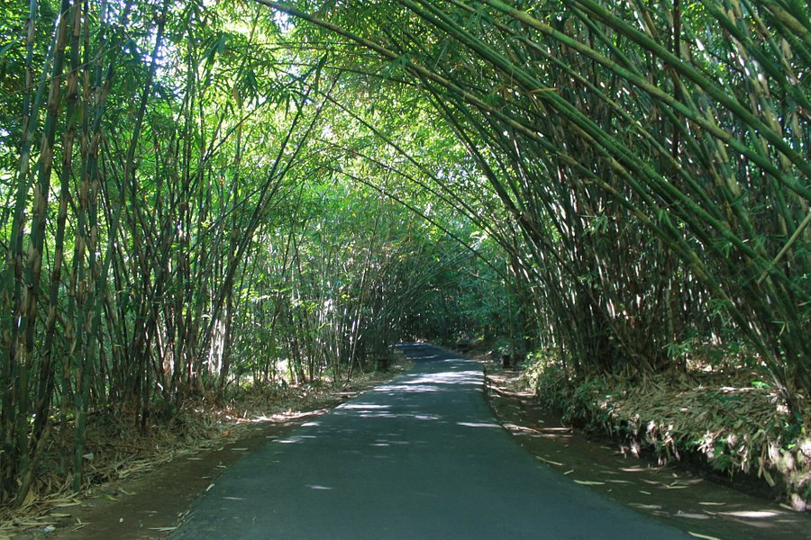Penglipuran Bamboo Forest image