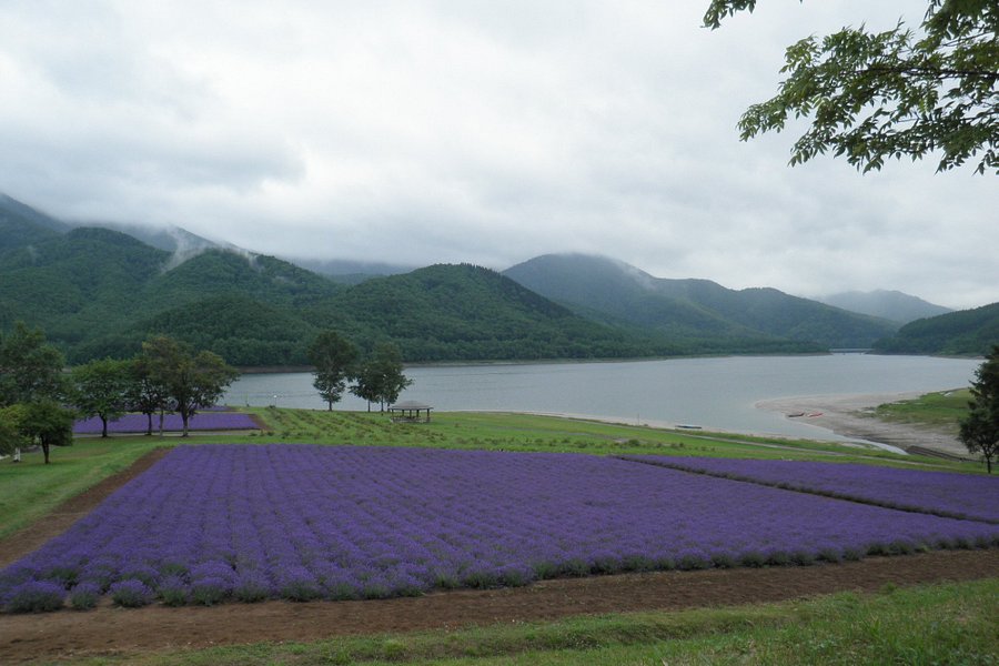 Lake Kanayama Lavender Garden image