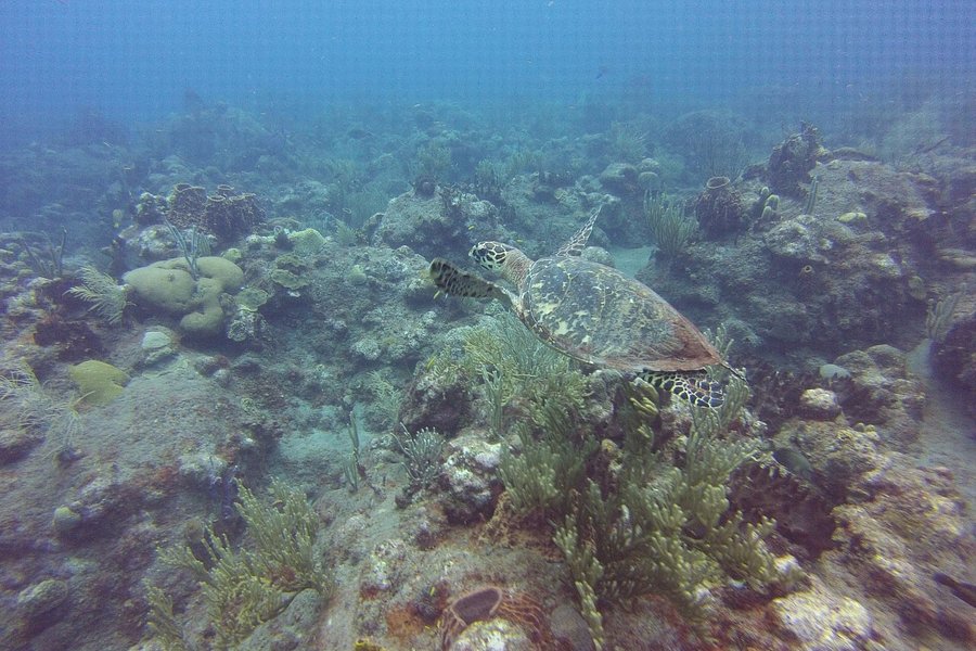 Tent Reef Wall image