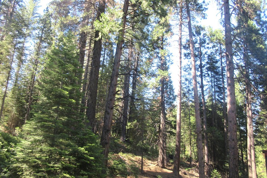 Sierra National Forest image